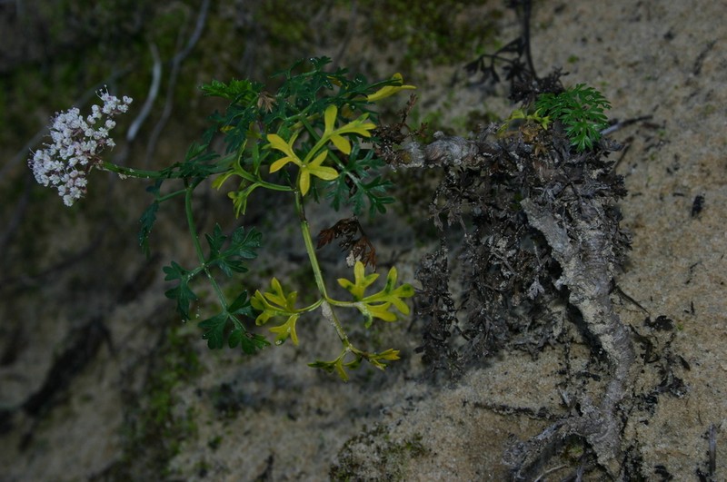 Daucus rouyi photo 6