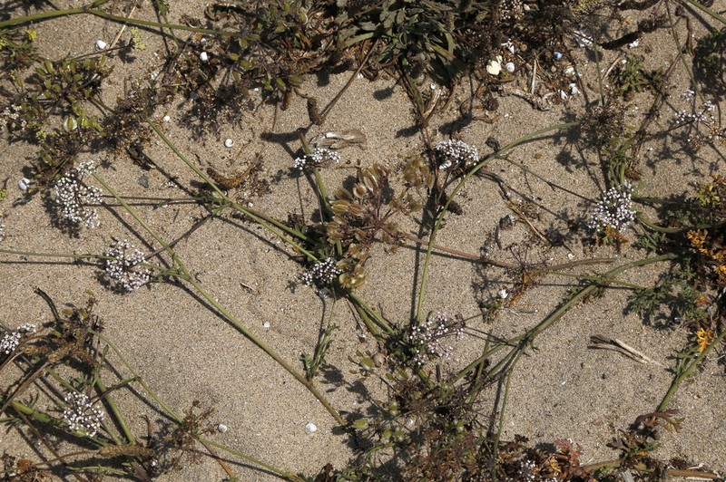 Daucus rouyi photo 7