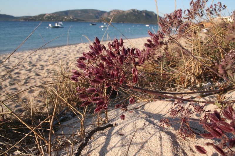 Daucus rouyi photo 8