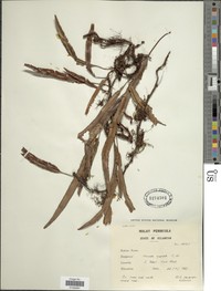 Narrow Haresfoot Fern