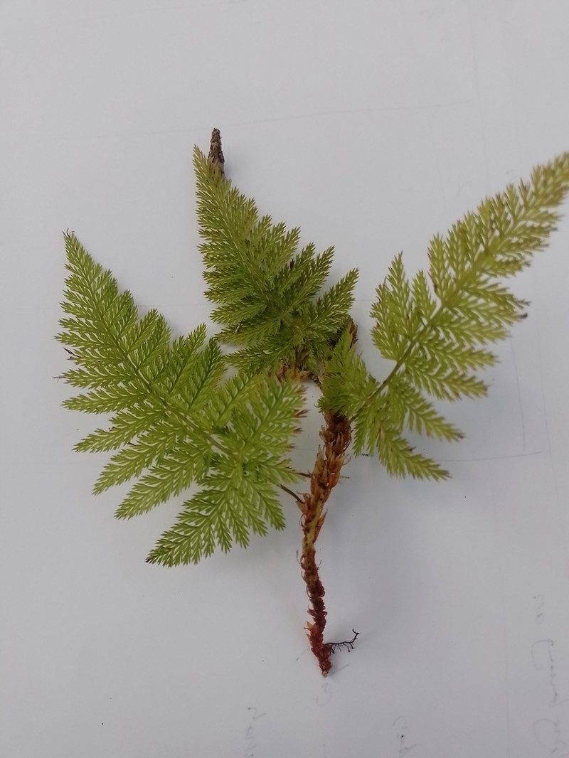 Davallia brevipes photo 2