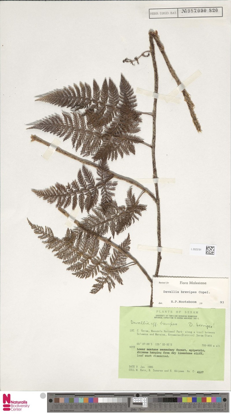 Davallia brevipes photo 3