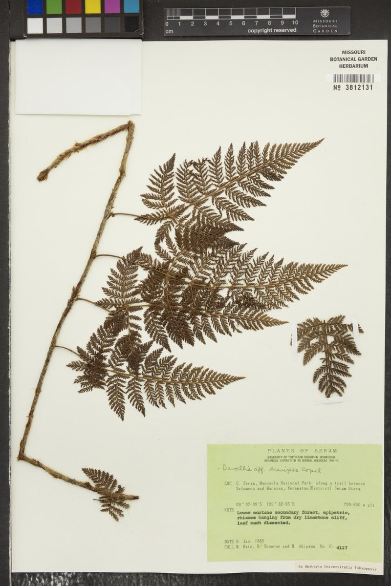 Davallia brevipes photo 4