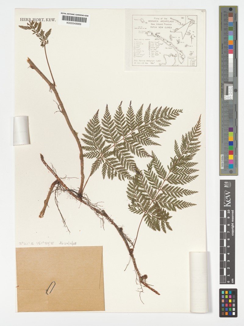 Davallia brevipes photo 5
