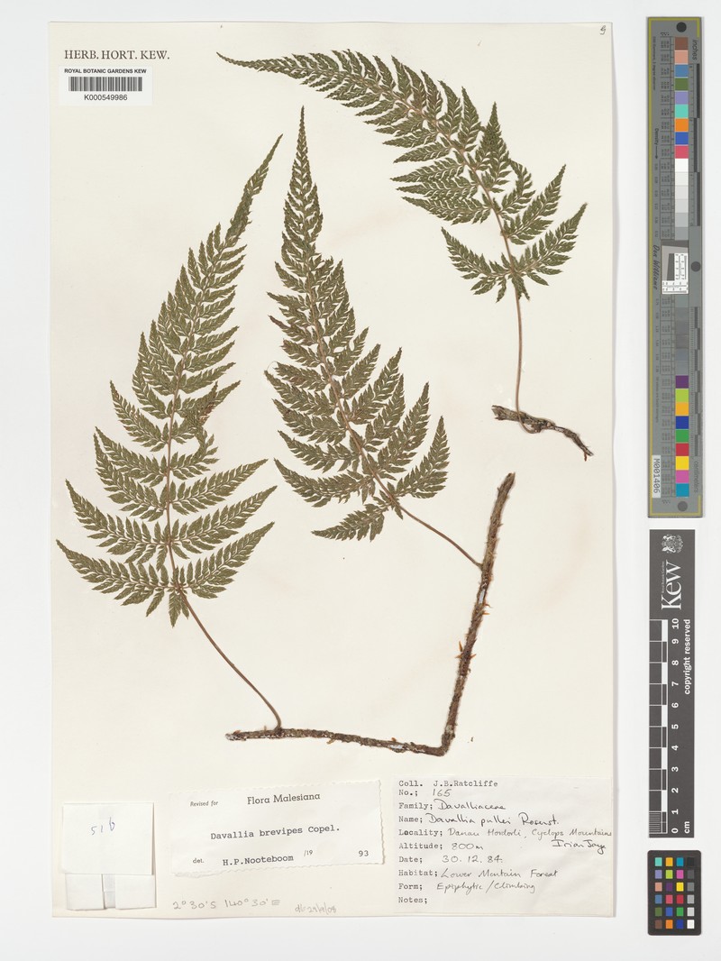 Davallia brevipes photo 6