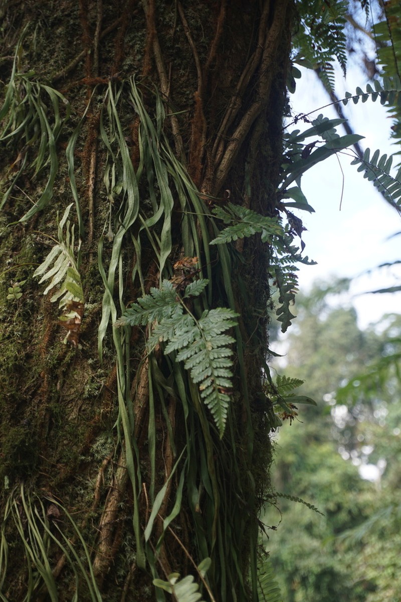 Davallia bullata photo 3