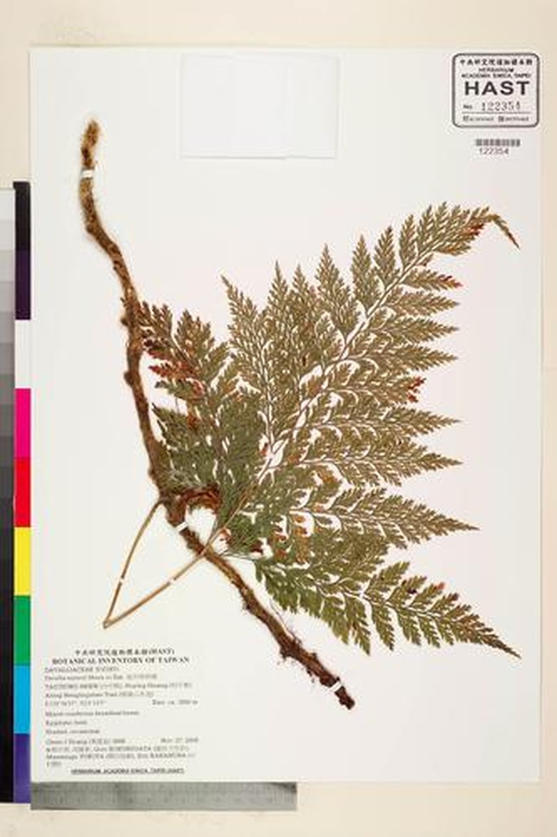Davallia bullata photo 5