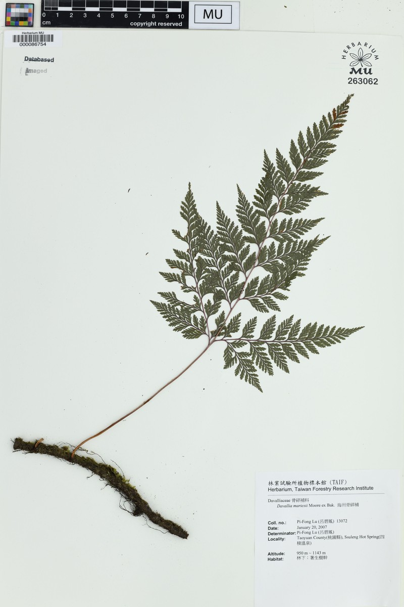 Davallia bullata photo 6