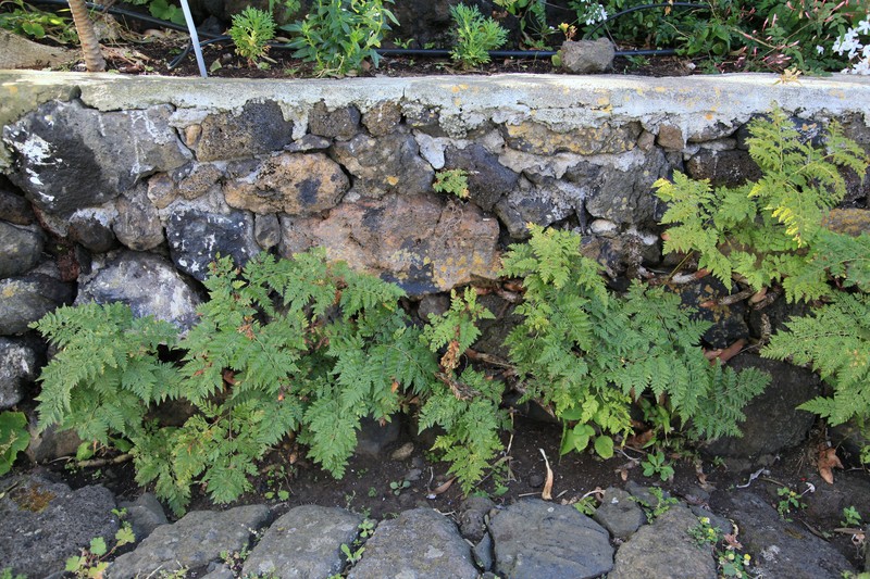Davallia canariensis photo 2