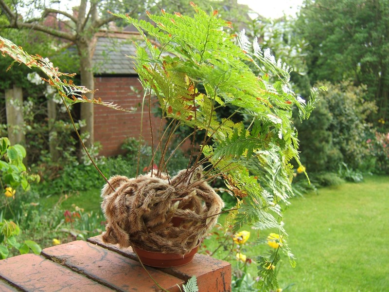 Davallia canariensis photo 3