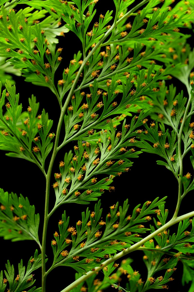 Davallia canariensis photo 4