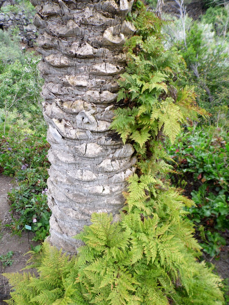 Davallia canariensis photo 5