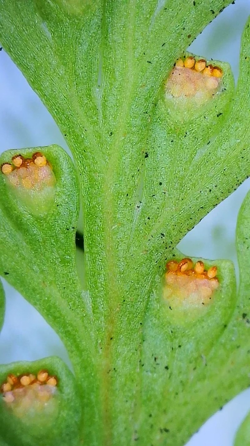 Davallia canariensis photo 6