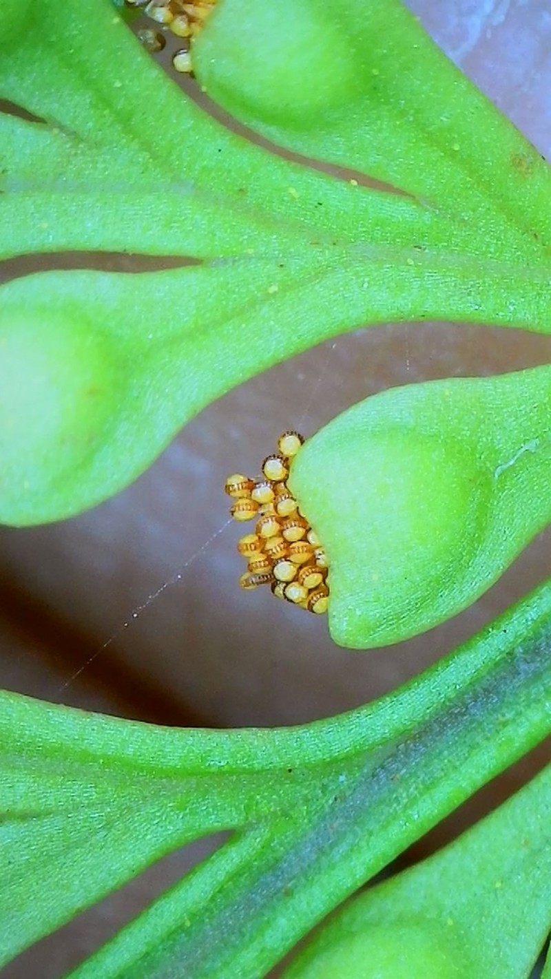 Davallia canariensis photo 7