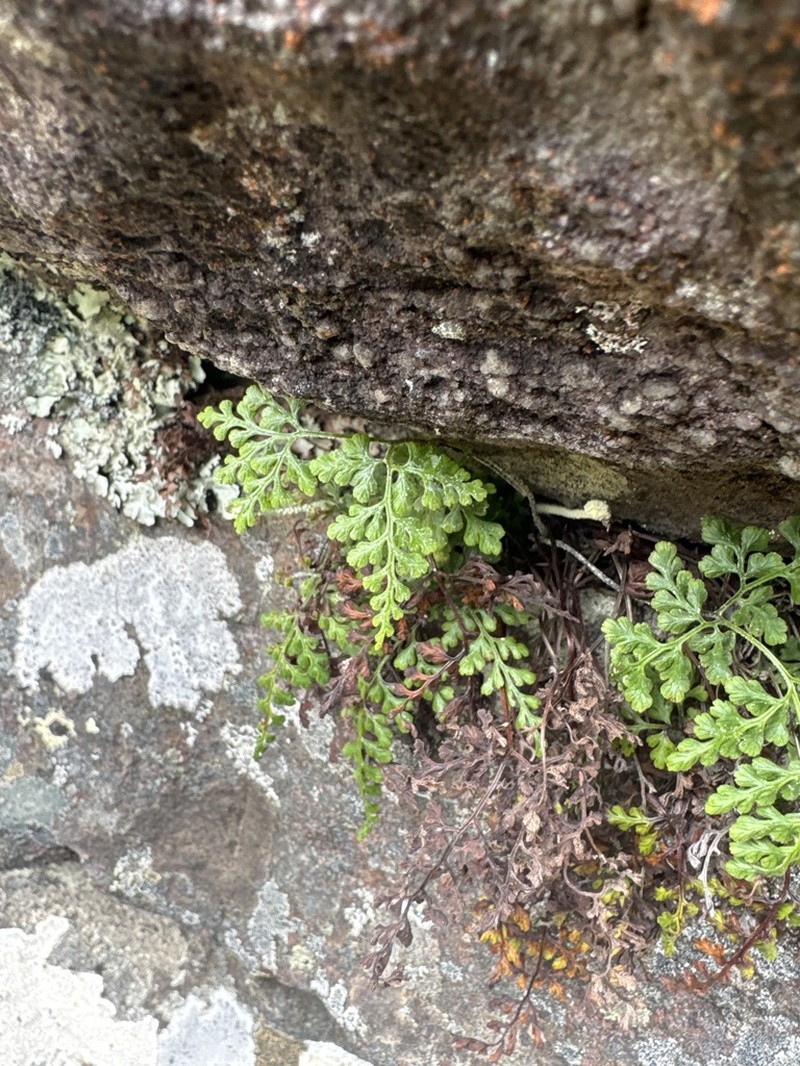 Davallia chaerophylloides photo 2