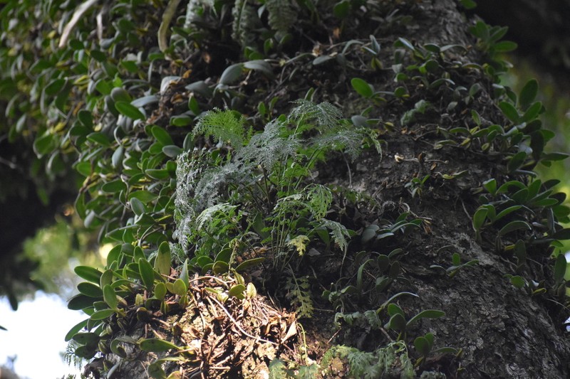 Davallia chaerophylloides photo 3