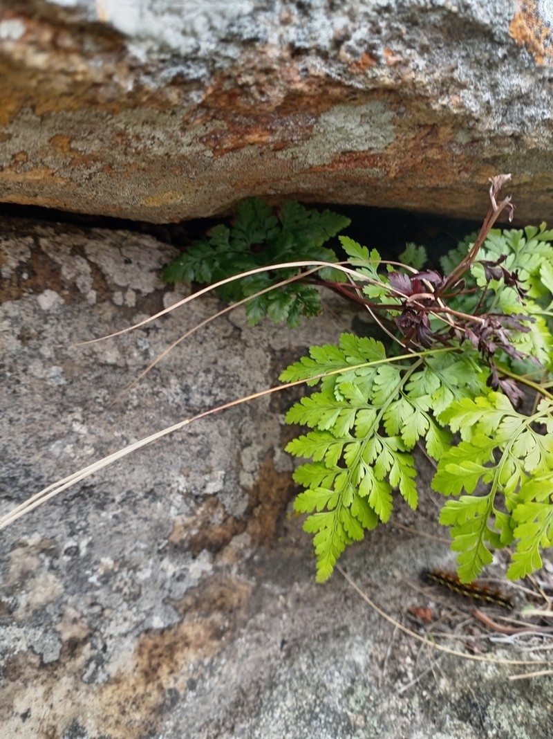 Davallia chaerophylloides photo 4