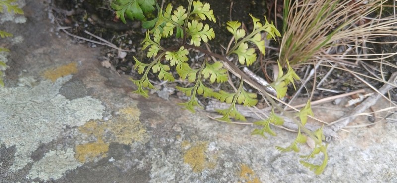 Davallia chaerophylloides photo 5