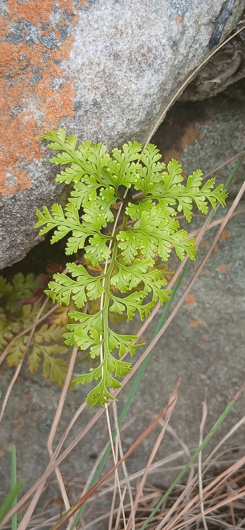 Davallia chaerophylloides photo 6