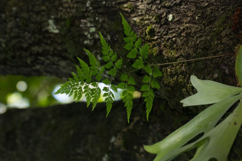 Davallia chaerophylloides photo 7