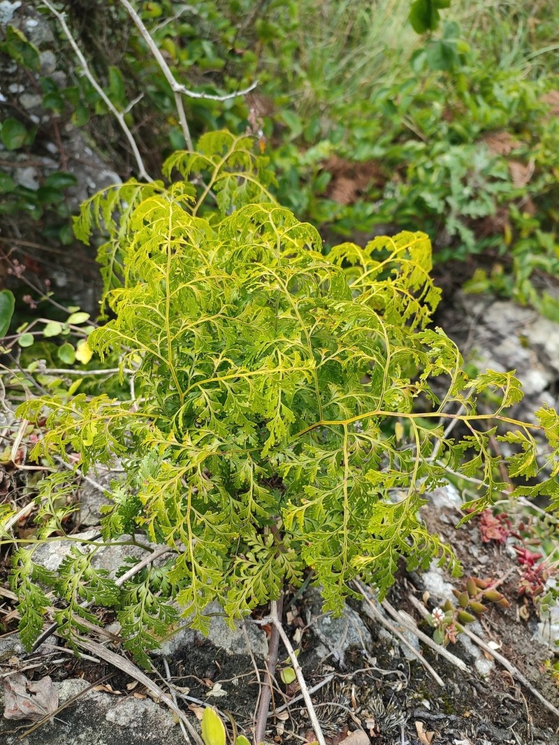 Davallia chaerophylloides photo 8