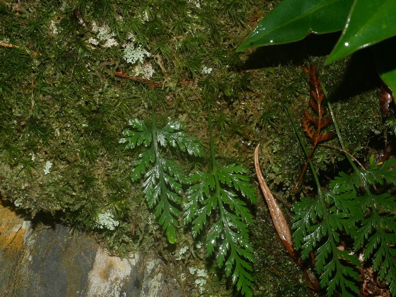 Davallia chrysanthemifolia