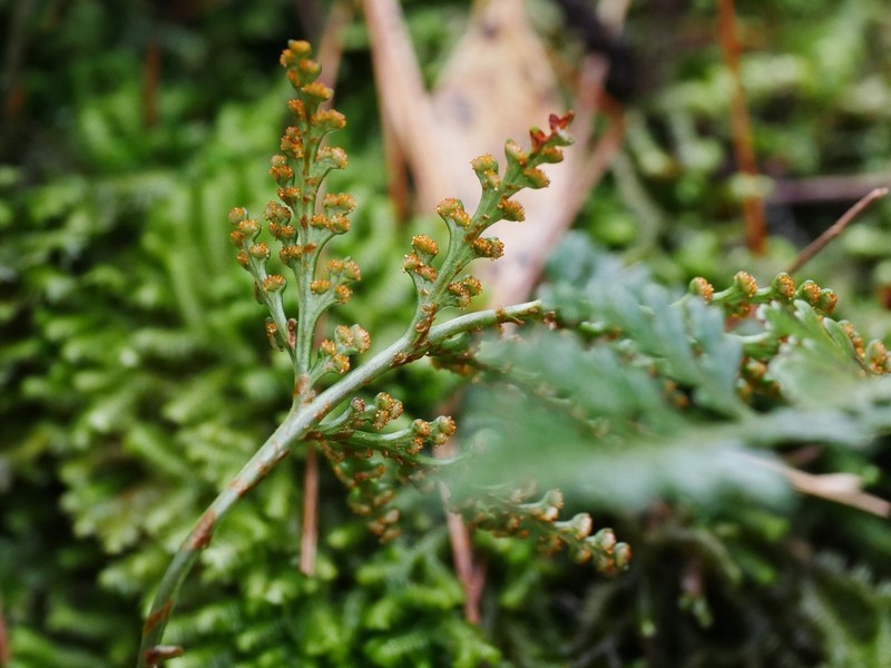 Davallia chrysanthemifolia photo 2