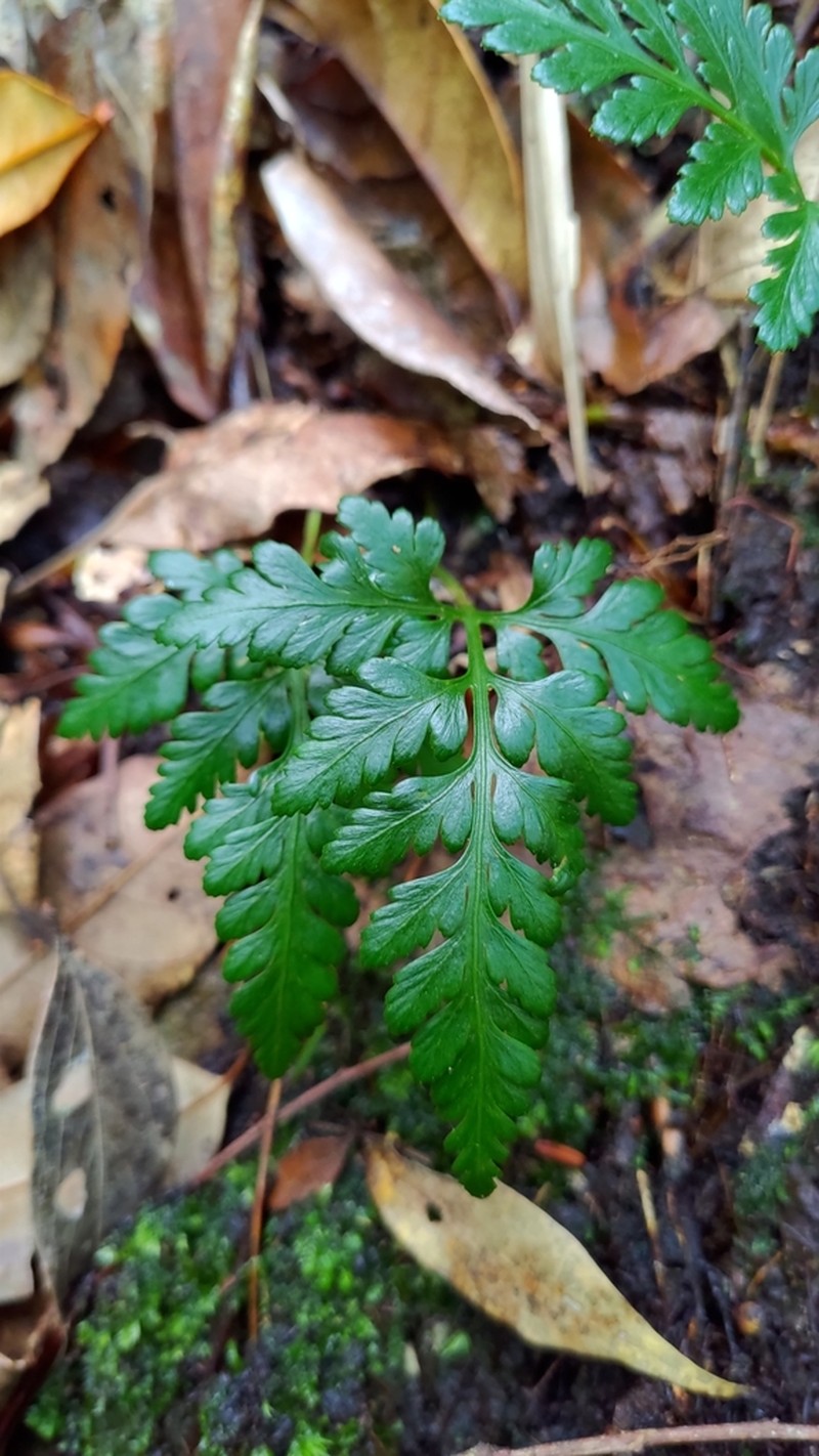 Davallia chrysanthemifolia photo 3