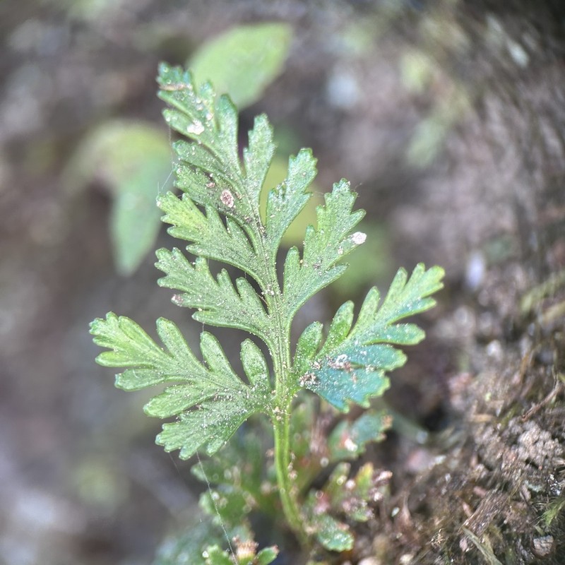 Davallia chrysanthemifolia photo 4
