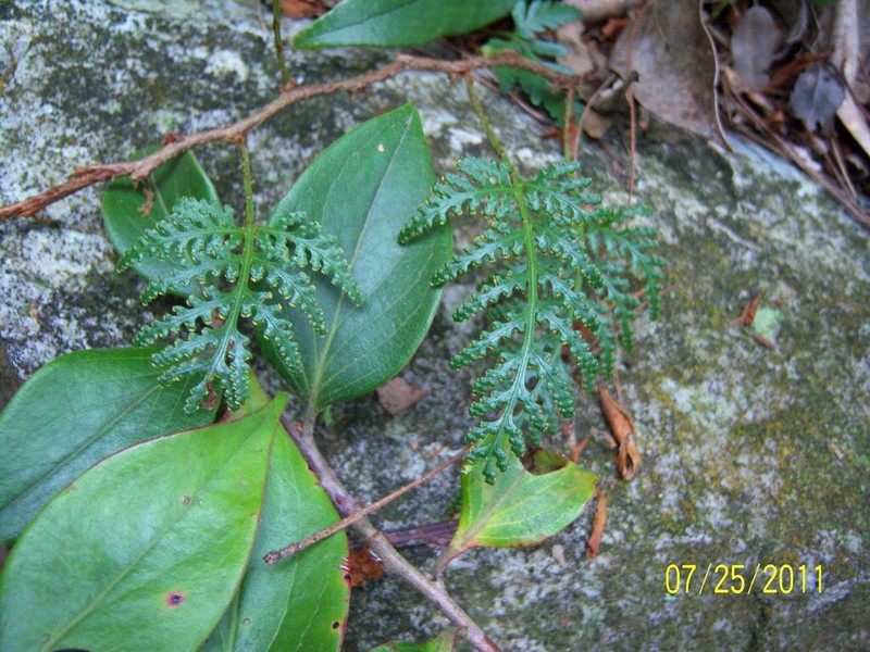 Davallia chrysanthemifolia photo 5