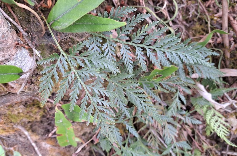 Davallia chrysanthemifolia photo 6