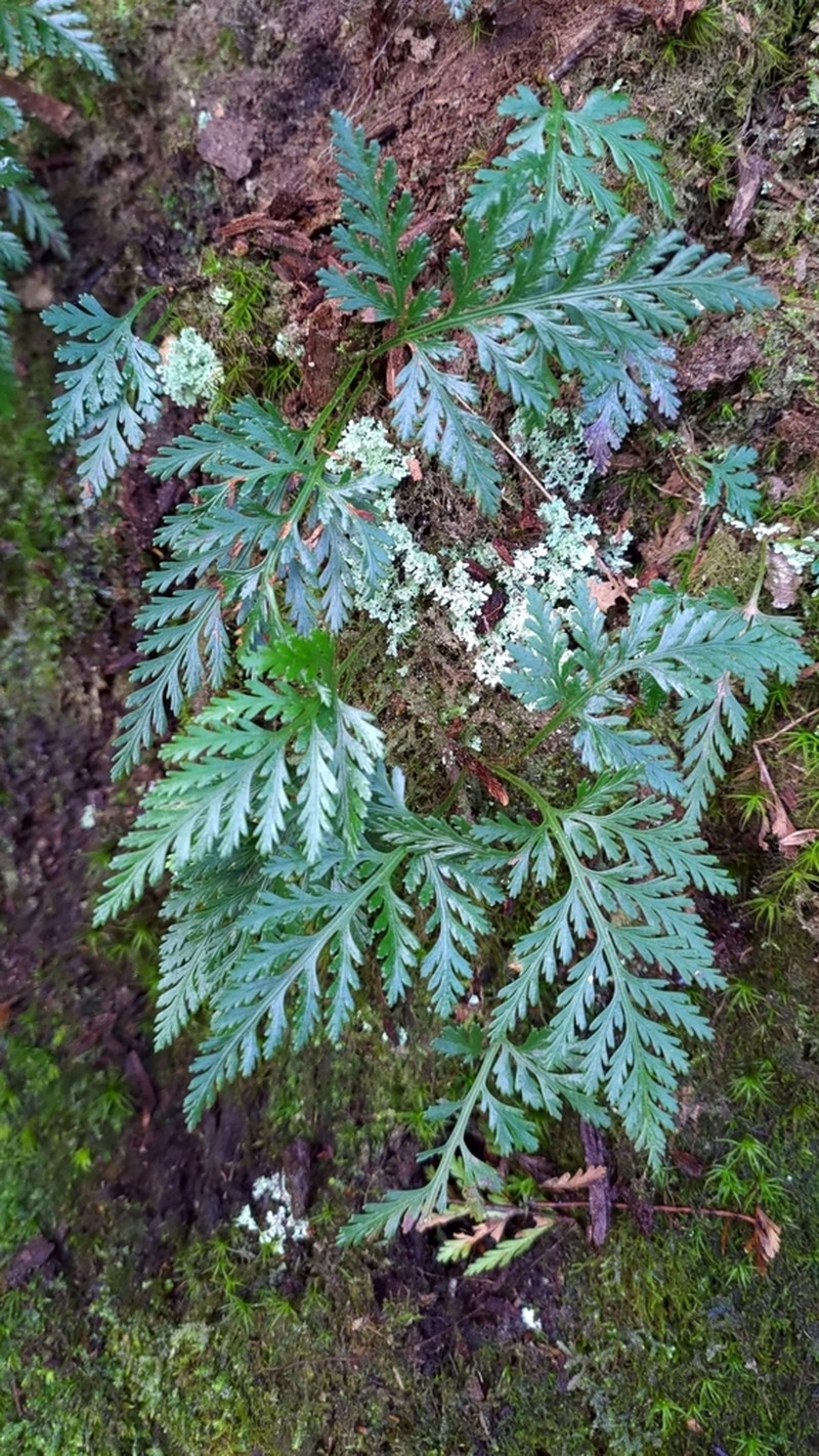 Davallia chrysanthemifolia photo 8