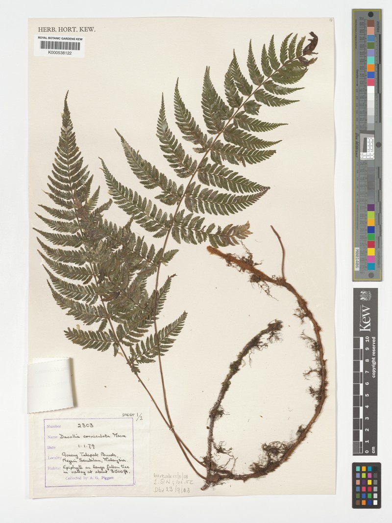 Davallia corniculata