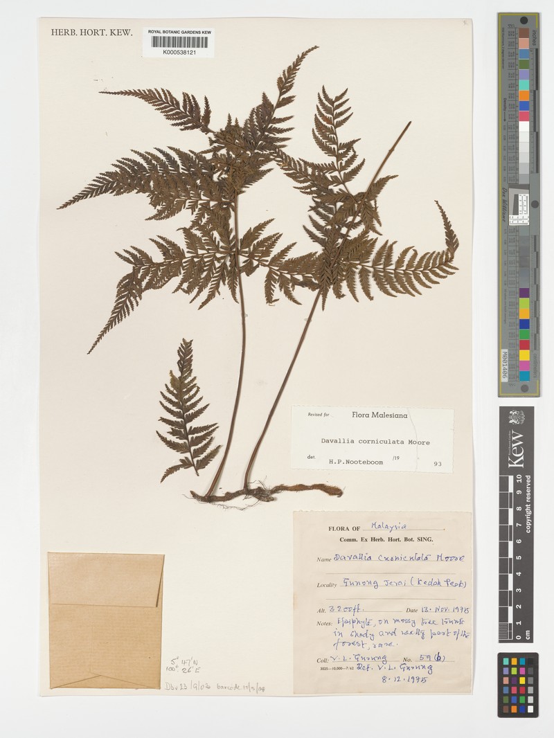 Davallia corniculata photo 2