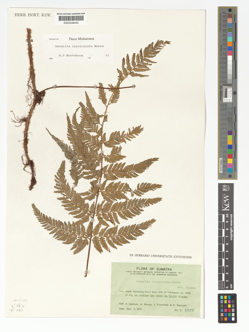 Davallia corniculata photo 3