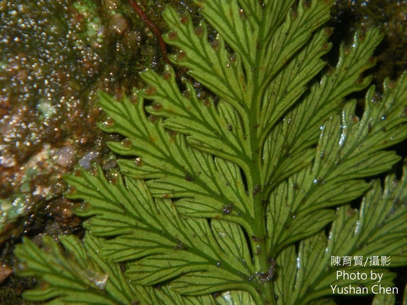 Davallia cumingii