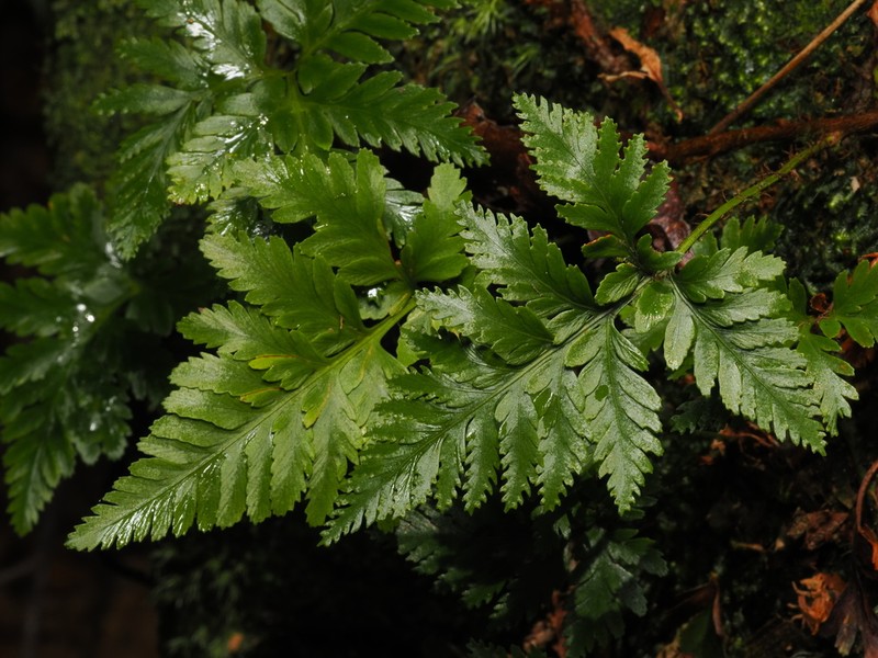 Davallia cumingii photo 2