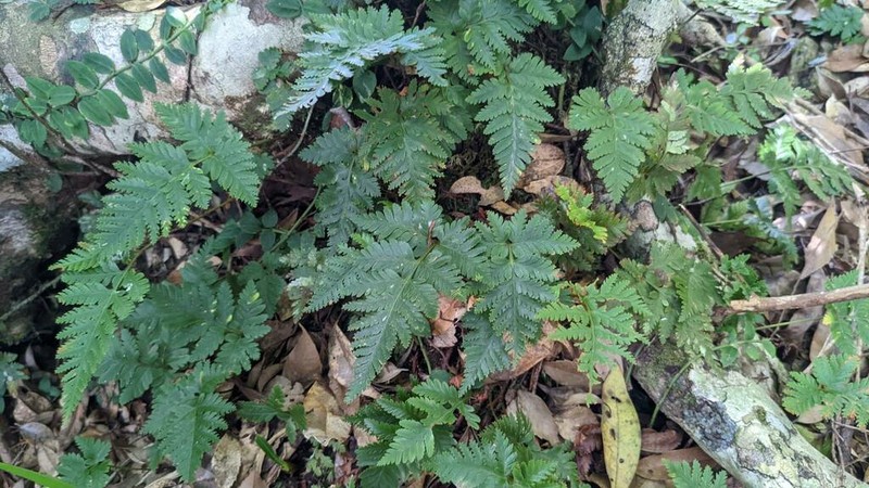 Davallia cumingii photo 3