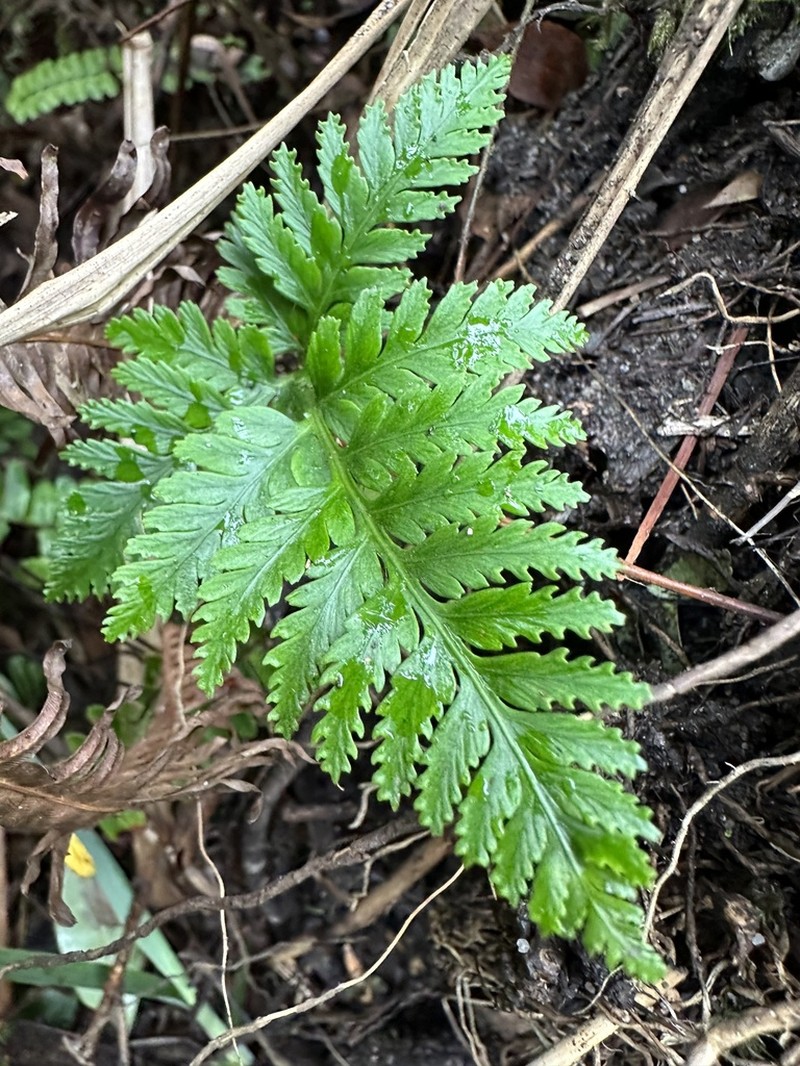 Davallia cumingii photo 4