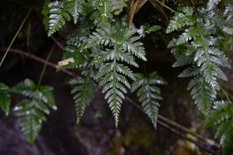 Davallia cumingii photo 6