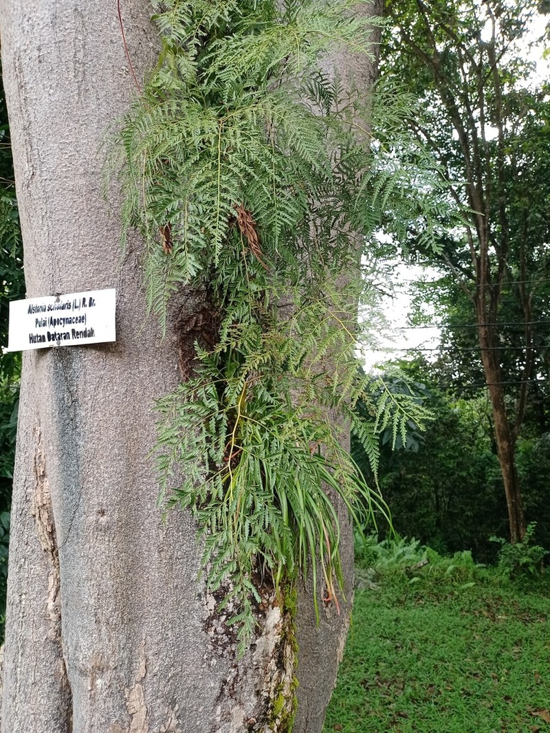 Davallia dimorpha