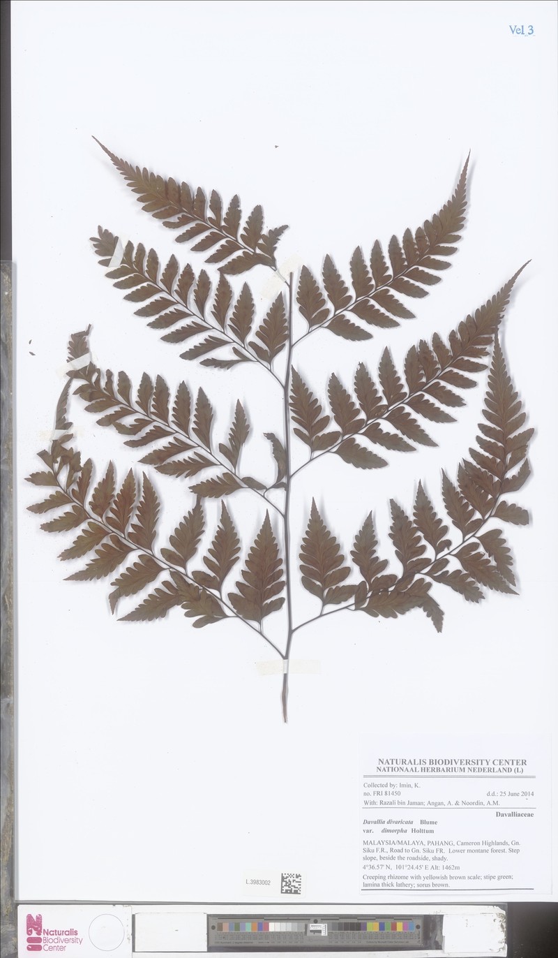 Davallia dimorpha photo 2