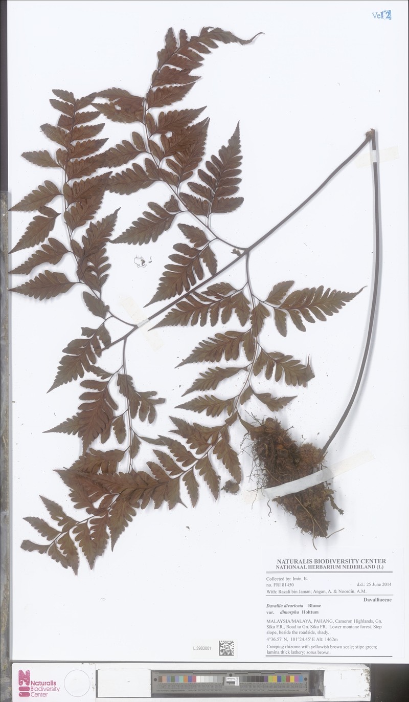 Davallia dimorpha photo 3