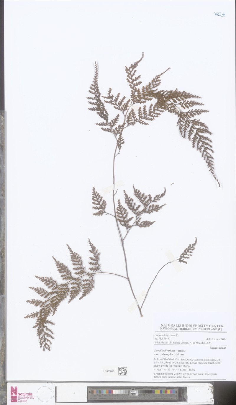Davallia dimorpha photo 4