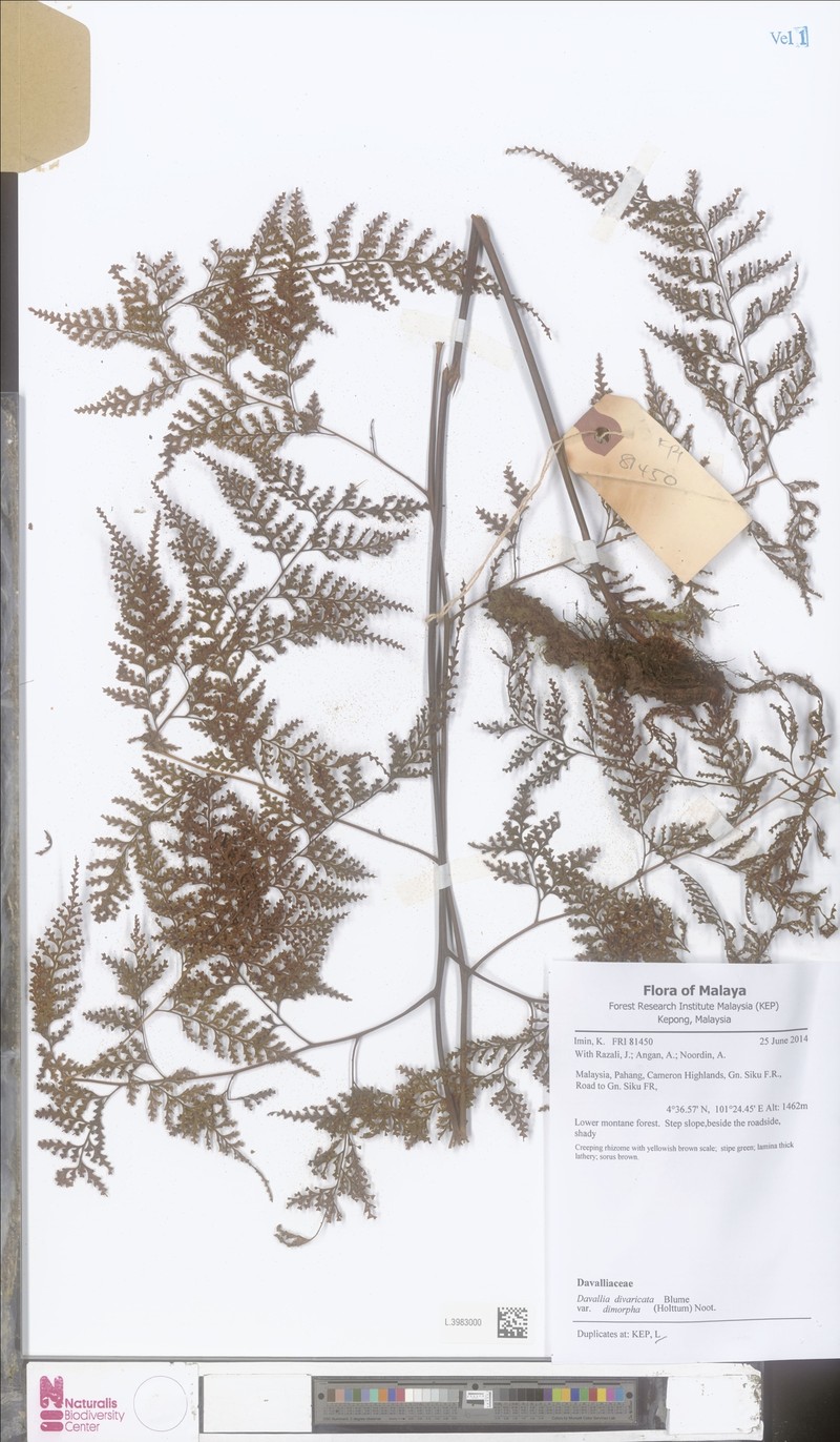 Davallia dimorpha photo 5