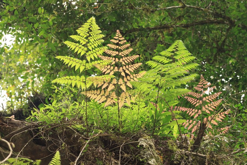 Davallia divaricata photo 2