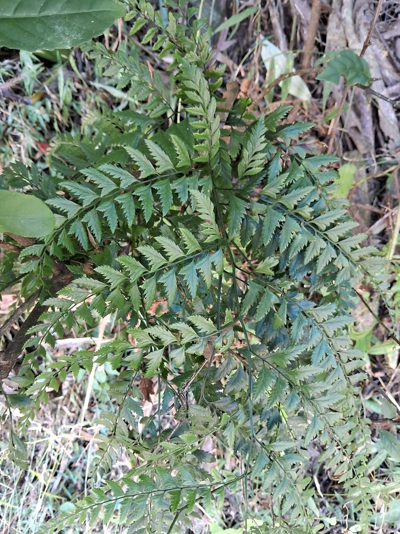 Davallia divaricata photo 3
