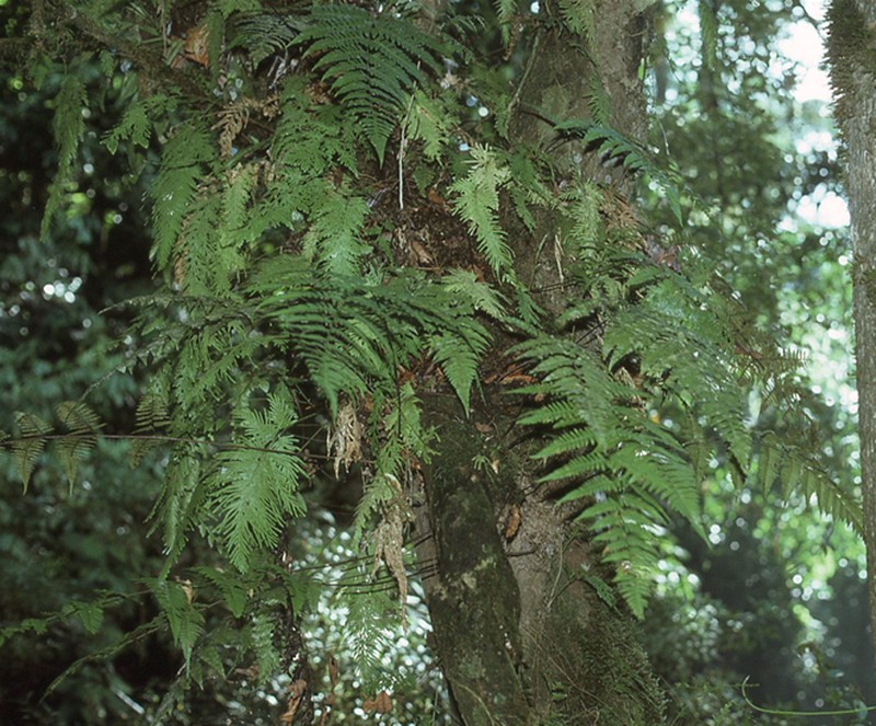 Davallia divaricata photo 5