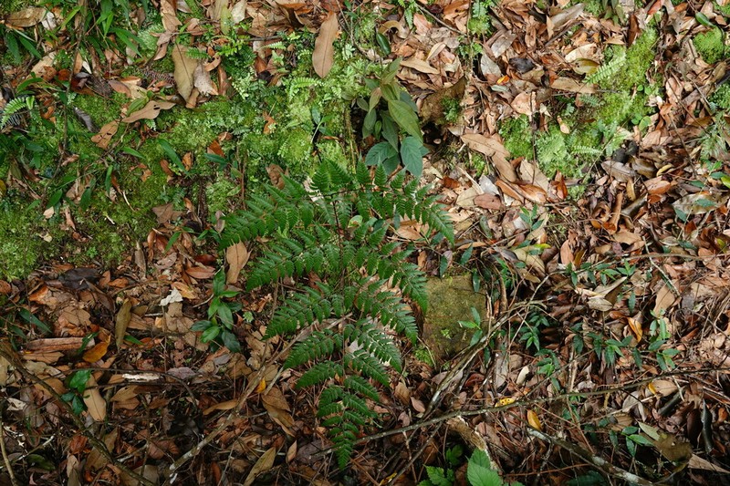 Davallia divaricata photo 6