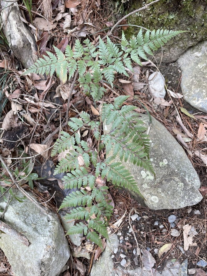 Davallia divaricata photo 8